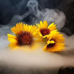 sunflowerbluntz Onlyfans